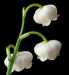 muguet