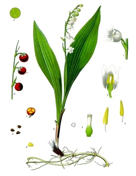 Planche de Köhler (1887) : la plante entière avec son rhizome, la fleur, le fruit et les graines.
