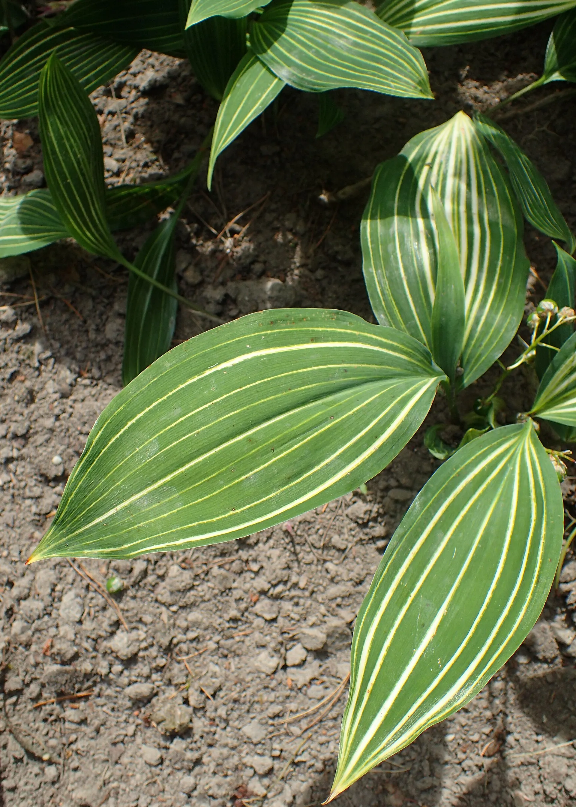 ‘Albostriata’, aux feuilles striées de crème.