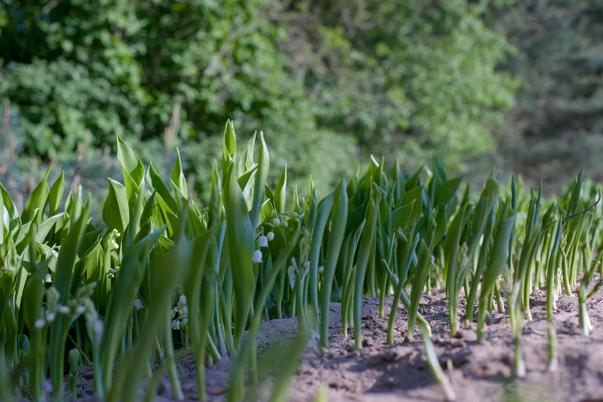 Muguet en culture au printemps, ici à Sandhausen, en Allemagne.