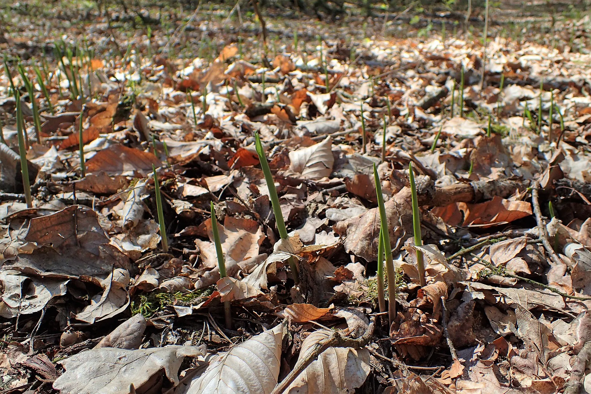 Au début du printemps, les pousses du muguet sortent de la litière de feuilles, roulées en cornet.