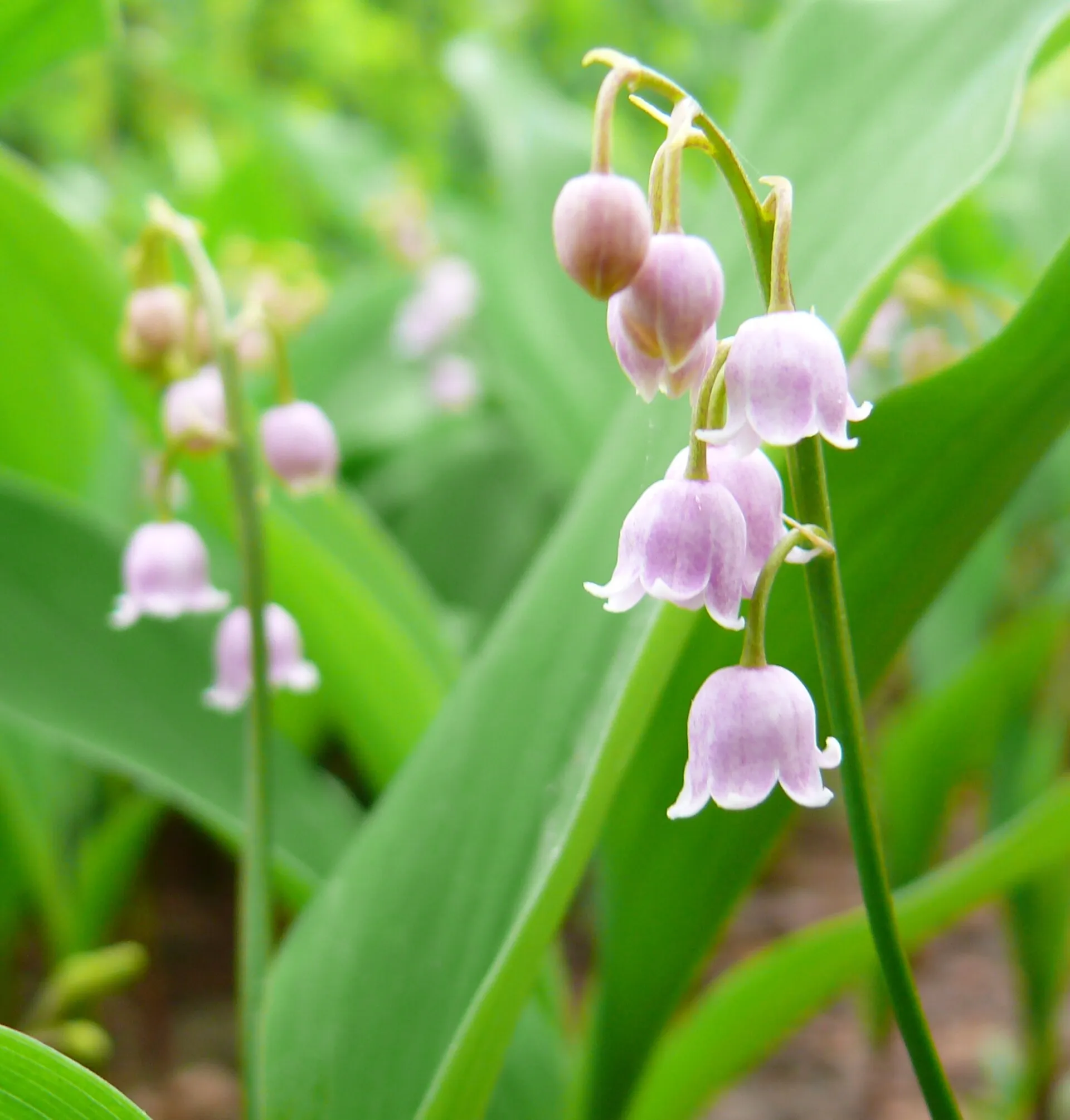Le muguet rose, Convallaria majalis ‘Rosea’.