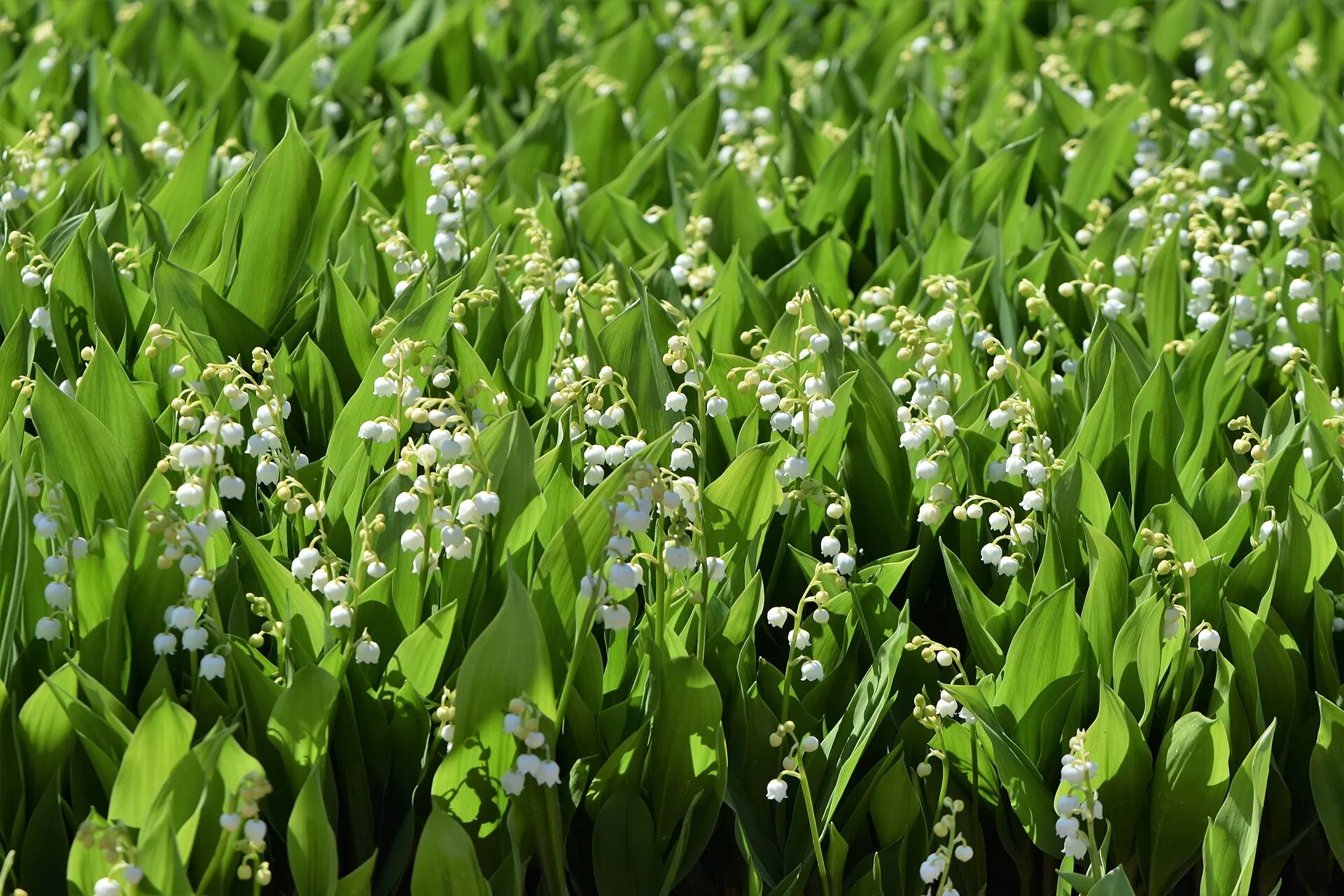 Bien installé, le muguet forme un tapis dense qui s’étend d’année en année.